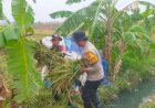 Sinergitas-TNI,-Polri-dan-Kelompok-Tani-Panen-Padi-Desa-Ganting-Gedangan-Dukung-Ketahanan-Pangan