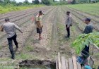 Bhabinkamtibmas-Cek-Lahan-Sayur-Warga-Desa-Singopadu,-Dukung-Program-Ketahanan-Pangan
