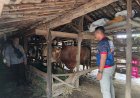 Bhabinkamtibmas-Kebonagung-Tinjau-Kandang-Sapi-Warga,-Dukung-Ketahanan-Pangan-Mandiri