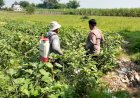 Anggota-Polsek-Prambon-Tinjau-Program-Ketahanan-Pangan-di-Sawah-Warga