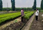 Bhabinkamtibmas-dan-Kelompok-Tani-Desa-Gamping-Kolaborasi-Panen-Sayur-Kangkung,-Wujud-Nyata-Ketahanan-Pangan-Nasional
