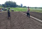 Kanit-Binmas-Polsek-Krembung-Bersama-Petani-Apresiasi-Ketahanan-Pangan-Bawang-Merah-di-Desa-Lemujut