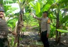 Bhabinkamtibmas-Tinjau-Kesiapan-Panen-Pisang-di-Lahan-P2B-Desa-Semambung