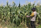 Polsek-Krembung-Tinjau-Lahan-Jagung-Dukung-Swasembada