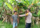 Optimalisasi-Lahan-Kosong,-Bhabinkamtibmas-Desa-Kenongo-Dampingi-Petani-Pisang