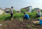 Polresta-Sidoarjo-Dorong-Pemanfaatan-Pekarangan,-Warga-Porong-Tanam-Kangkung