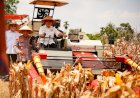 Panen-Raya-Kuartal-III-Polri-Hasilkan-751-Ribu-Ton-Jagung,-Bukti-Nyata-Dukung-Swasembada-Pangan