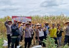 Polsek-Balongbendo-Panen-Raya-Jagung-Dukung-Ketahanan-Pangan-Nasional