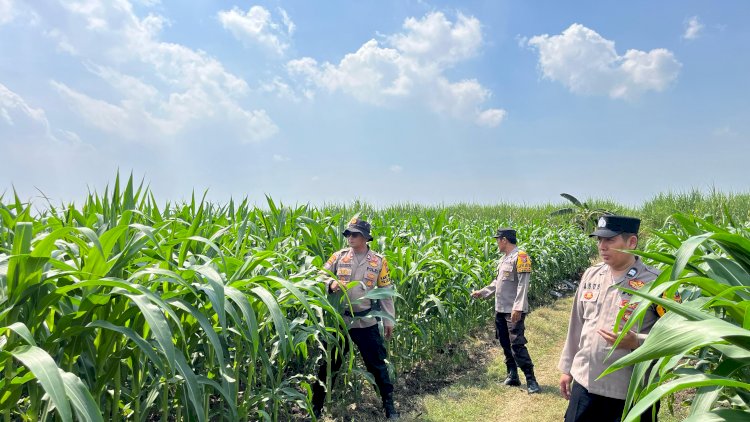 Cek-Tanaman-Jagung,-Polsek-Krembung-Berharap-Dongkrak-Ketahanan-Pangan