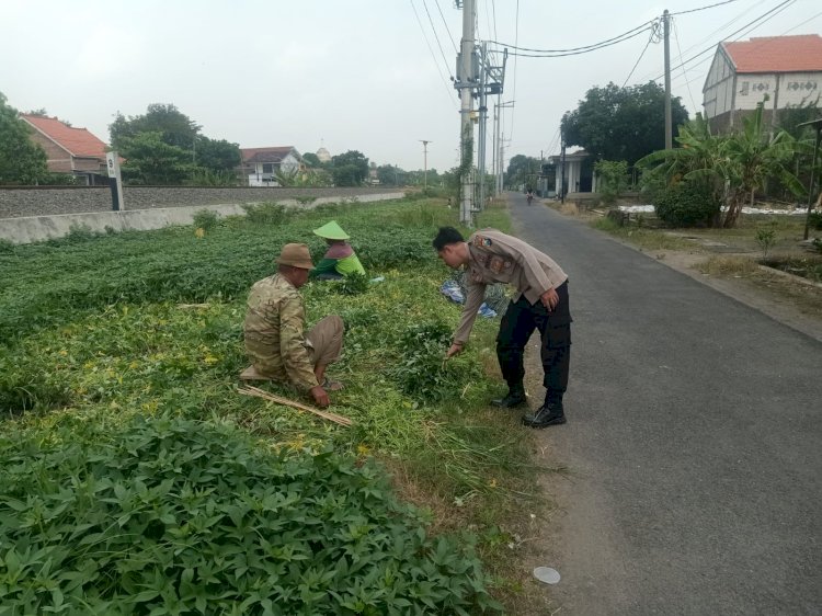 POLRESTA SIDOARJO | Polsek Prambon Dorong Ketahanan Pangan di Desa Gedangrowo dengan Tanam Ketela Sayur di Lahan Kosong
