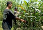 Cek-Lahan-Jagung-Warga,-Polsek-Balongbendo-Dukung-Program-Ketahanan-Pangan-Nasional