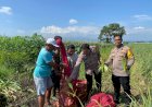 Panen-Jagung-di-Desa-Lemujut,-Wujud-Suksesnya-Program-Ketahanan-Pangan