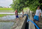 Bhabinkamtibmas-Damarsi-Dampingi-Petani-Tanam-Bibit-Padi-Unggul,-Dukung-Ketahanan-Pangan