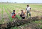 P2B-Jagung-Desa-Seketi-Didukung-Bhabinkamtibmas