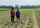 Polisi-Balongbendo-Dampingi-Petani-Optimalkan-Pekarangan-untuk-Ketahanan-Pangan