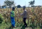 Polisi-Pantau-Lahan-Jagung-Siap-Panen-di-Prambon,-Dukung-Ketahanan-Pangan