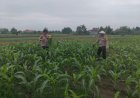 Polsek-Krembung-Melalui-Kanitbinmas-Rawat-Jagung-Hibrida-Dukung-Swasembada-Pangan-Nasional