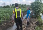 Patroli-Ketahanan-Pangan,-Polsek-Taman-Pastikan-Pertumbuhan-Jagung-di-Sepanjang-Berjalan-Optimal
