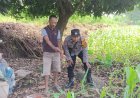 Polsek-Jabon-Pantau-Jagung-di-Desa-Kupang,-Petani-Bersiap-Lakukan-Pemupukan
